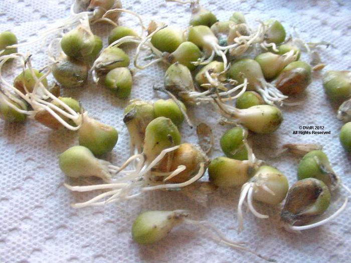 [Thumbnail for Babington's Leek 1.jpg]